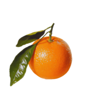 An orange with a leaf on it png