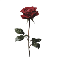 Single red rose with a tall stem, isolated on a transparent background png