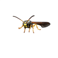 Macro image of a vibrant yellow wasp on a transparent background showcasing intricate details and textures of the insect's body and wings in high resolution. png