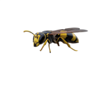 Detailed close-up of a wasp on a transparent background showcasing its vivid yellow and black patterns and intricate body structure. png