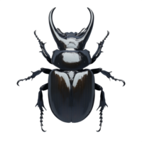 Detailed illustration of a shiny black beetle with prominent horns on a transparent background showcasing intricate details and symmetry png