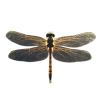 Detailed close-up of a dragonfly with transparent wings isolated on transparent background showcasing intricate patterns and natural beauty png