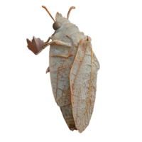 Detailed close-up of a beautifully camouflaged leaf mimic moth with intricate patterns on a transparent background png