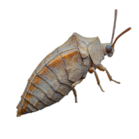 Close-up image of a unique insect with intricate patterns and textures highlighted on a transparent background png