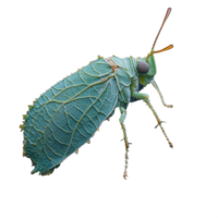 Close-up view of a vibrant green planthopper insect with intricate leaf-patterned wings on a transparent background png