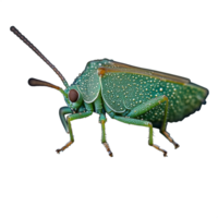 Close-up of a vibrant green grasshopper on a transparent background displaying intricate texture and detail png