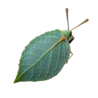 Close-up of a leaf insect displaying remarkable camouflage on a transparent background, showcasing its intricate leaf-like structure and natural adaptation. png