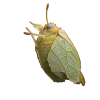 Macro image of a leaf beetle with intricate patterns on its wings on a transparent background, showcasing nature's beauty and the detailed features of this fascinating insect species png