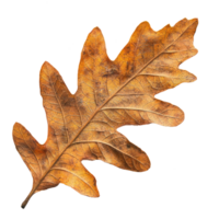 an oak leaf on a transparent background png