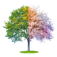 un' albero con Due diverso colori nel il primavera e autunno png