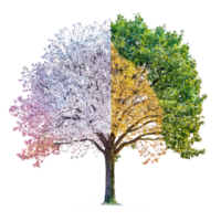 un' albero con tre diverso colori su esso png