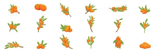 Sea buckthorn icons set. Set of sea buckthorn branch icons showing different stages of ripeness vector