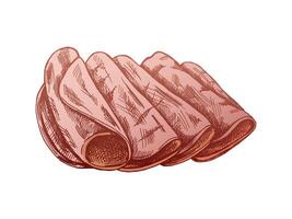 Hand-drawn colored sketch of pork meat, ham slice, prosciutto vintage sketch. Butcher shop. vector