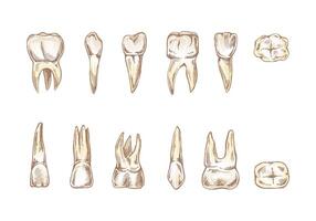 Stomatology hand drawn set. Toothache treatment. Teeth sketch. Different types of human tooth. vector