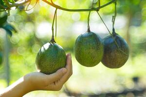 Hand holding raw passion fruit on the tree. The passion fruit has an oval shape, a thick, oily rind. There are many seeds inside the fruit. It is a healthy fruit with high fiber content. photo