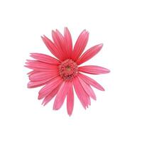 isolated pink gerbera flower on white background. Is it a cut flower or a potted plant Large flowers located on long stalks. There are many bright colors. photo