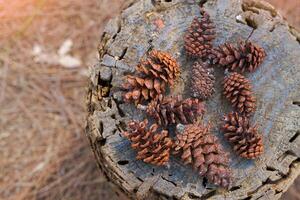 Dried fruits of Pinus latteri Mason on the background of stumps and dry leaves. The fruit is called a cone. It is a long cone with scales surrounding it. When mature it is green and brown. photo