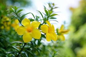 Yellow Allamanda tree is a semi-climbing shrub with a bouquet of flowers in the axils and at the end of the branches, cone-shaped, triangular-pointed calyx, light green, with 5 yellow petals. photo