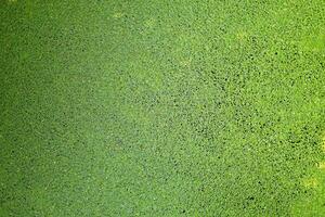 green background of Duckweed is a small floating plant. Grows and reproduces well in still water that is rich in nutrients and organic matter. photo
