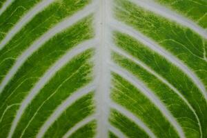 pattern of Xanthosoma leaf on a white background. The leaves are large, thin and tough. The leaves are dark green. And has a light color along the lines with a pattern like a zebra. photo