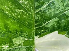 The leaf pattern of Alocasia macrorrhizos has green leaf plates with white-gray spots that are unevenly distributed. The surface is smooth and shiny. photo
