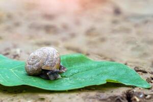 Cryptozona siamensis climbs on fallen leaves on the ground. It is a land snail that breathes using lungs. There are two genders in the same body. photo