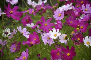 Cosmos bipinnatus. Light pink and white flowers on a green background. photo