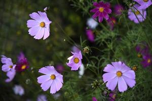 Cosmos bipinnatus. Light pink and white flowers on a green background. photo