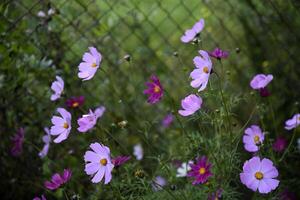 Cosmos bipinnatus. Light pink and white flowers on a green background. photo