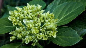 Fresh Hydrangea Buds and Green Leaves in Close-Up photo