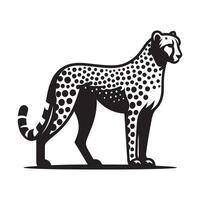 A old leopard standing on white background. vector