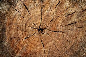 Wood abstract texture. Surface grunge backdrop. Dirty wooden effect pattern. Material background. photo