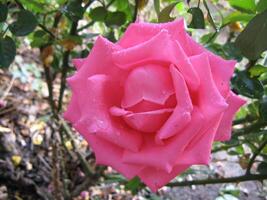 Close-up image of a pink rose with raindrops in a garden in Prilep, Macedonia photo