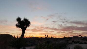 Joshua Tree Landscape at Sunset in Joshua Tree National Park, California photo