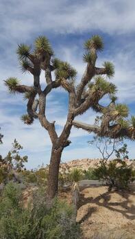 Large Joshua Tree in the Desert Southwest Yucca Brevifolia Mojave Desert photo