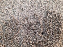 beach sand texture with a hole and small sand balls from Beach Sand Crabs photo