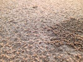 close up of beach sand texture in the afternoon with small sand balls made by the Beach Sand Crab. natural background photo
