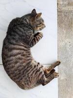 A striped tabby cat peacefully sleeping on a white tile floor. The detailed fur pattern and relaxed posture create a calm and serene mood, perfect for pet-related projects photo