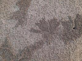 top view of beach sand texture with small sand balls and holes made by Beach Sand Crabs. flat lay natural background photo