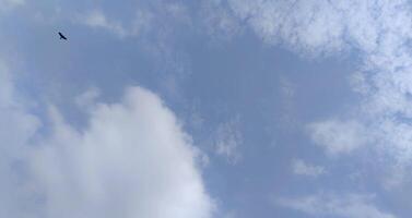 Sky with Fluffy Clouds bird flying Perfect for Nature and Weather Themes photo
