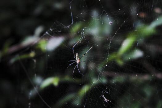 a spider is sitting on its web in the middle of the forest photo