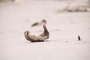 a bird's nest on the beach or old coconut fiber that has fallen from the tree photo