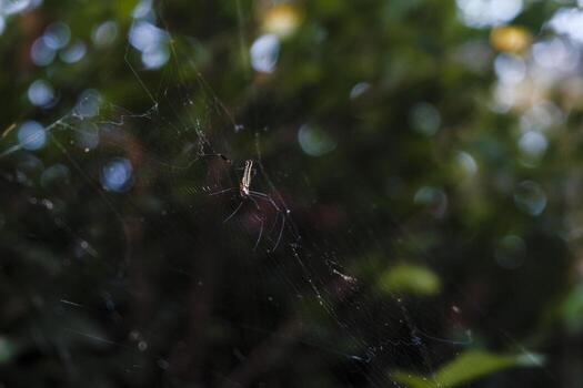 a spider is sitting on its web in front of some bushes photo