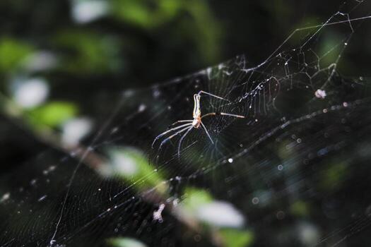 a spider is sitting on its web in the middle of the day photo