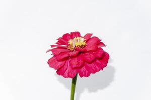 a single red flower is shown against a white background photo