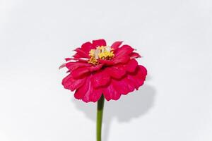 a single red flower is shown against a white background photo