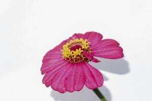 a single pink flower with yellow center on a white background photo