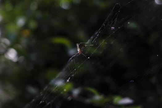 a spider is sitting on its web in the dark photo