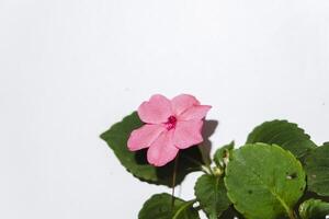 a pink flower is sitting on top of a plant photo