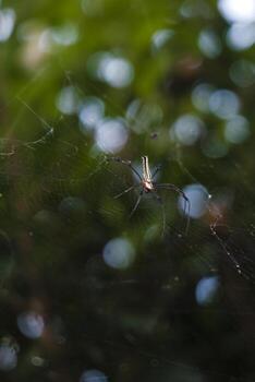 un araña es en sus web en frente de un árbol foto